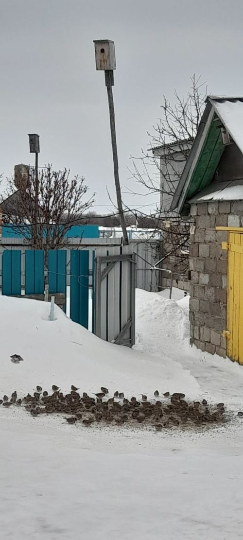 В единстве с природой продолжается жизнь Раиса и  Ильхамии Усмановых  из села Простые Челны