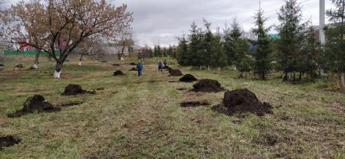 Благоустройство продолжается: в Новошешминском районе идут работы по посадке сосен