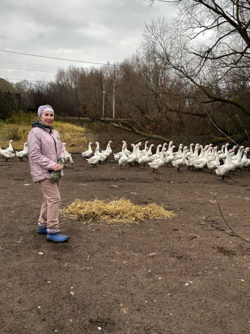 Жить по «гусиным часам»: успех приходит к тем, кто живёт в ладу с природой