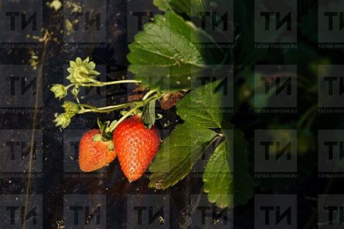 Как вырастить малину и клубнику: советы по выбору сортов и уходу