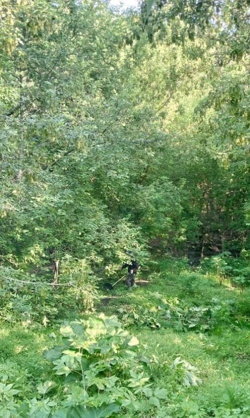 Борьба с борщевиком Сосновского в Екатерининском сельском поселении