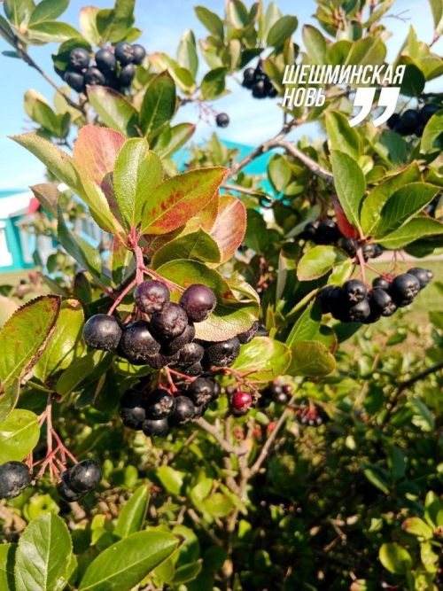 Народные приметы на 18 августа 2025 года: что можно и нельзя делать в этот день