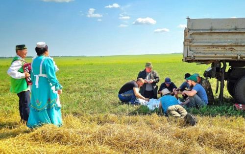 Чаллы Башы кырларында урак өсте башланды