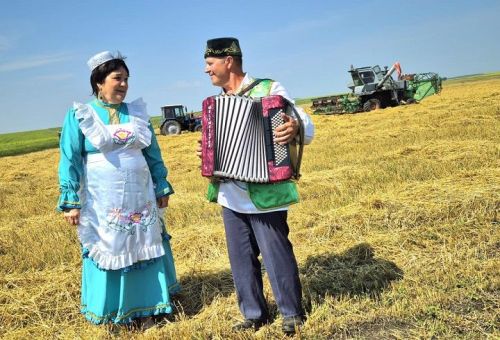 Чаллы Башы кырларында урак өсте башланды