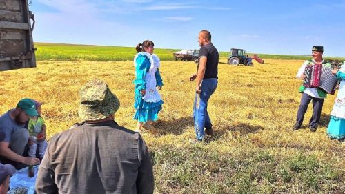 Чаллы Башы кырларында урак өсте башланды