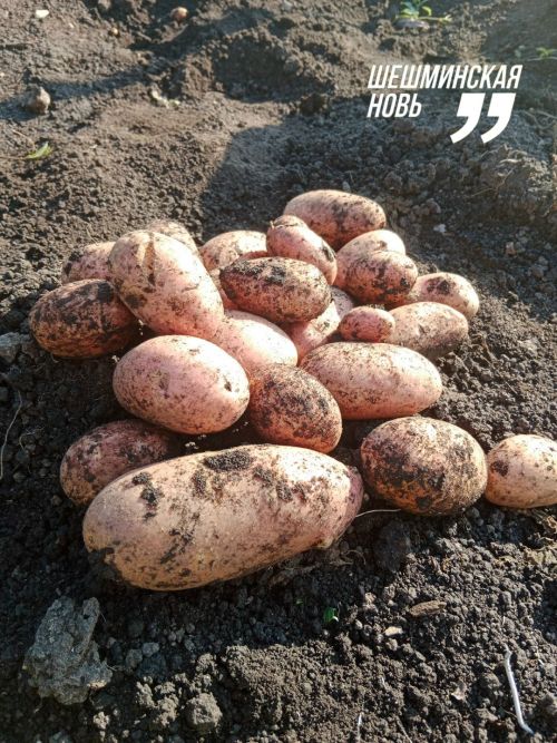 Как сохранить картофель до весны без потерь: советы специалиста Россельхозцентра