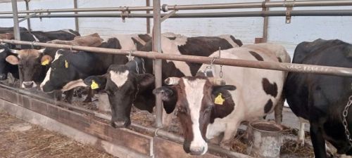 Хозяйства сохранили поголовье КРС, но потеряли часть коров и лошадей