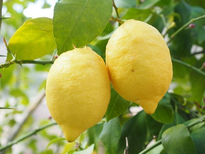 Лимон сильнее химиотерапии в 10 000 раз