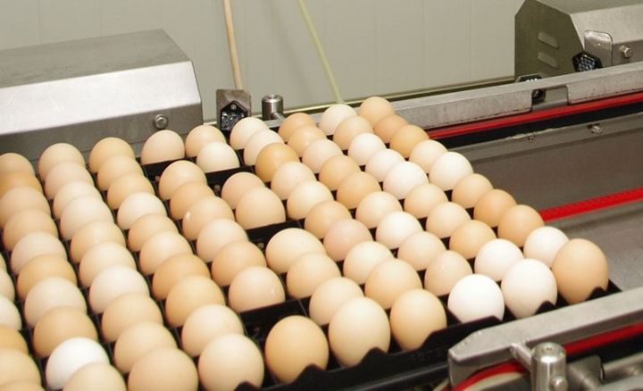 УФАС по РТ предполагает, что за ростом цен на яйца может стоять картельный сговор
