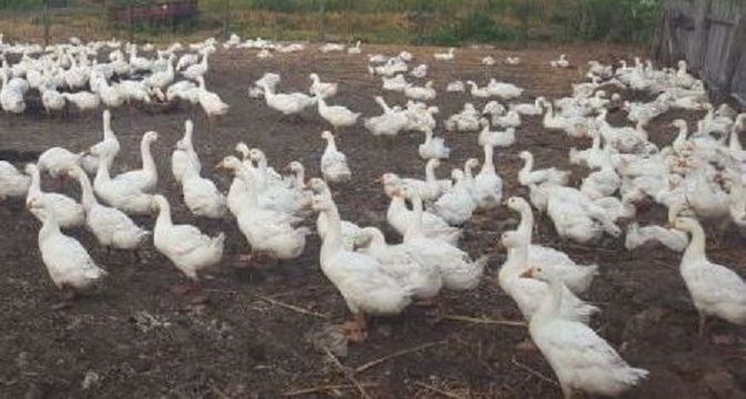 Птичий грипп накрыл районы Татарстана
