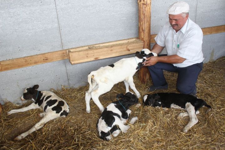 Уникальный случай в Татарстане Цильнинская корова родила четырех телят