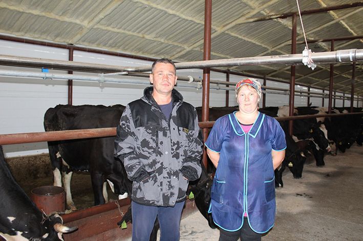 Фермер Айрат Шакиров из Новошешминска привез высокоудойных коров из Ленинградской области