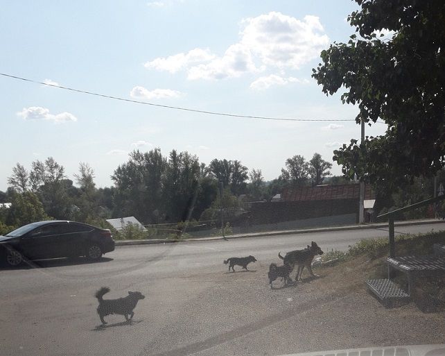 В Новошешминске продолжается отлов и нейтрализация бродячих собак
