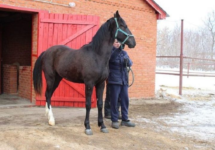 В Новошешминском районе растет поголовье лошадей