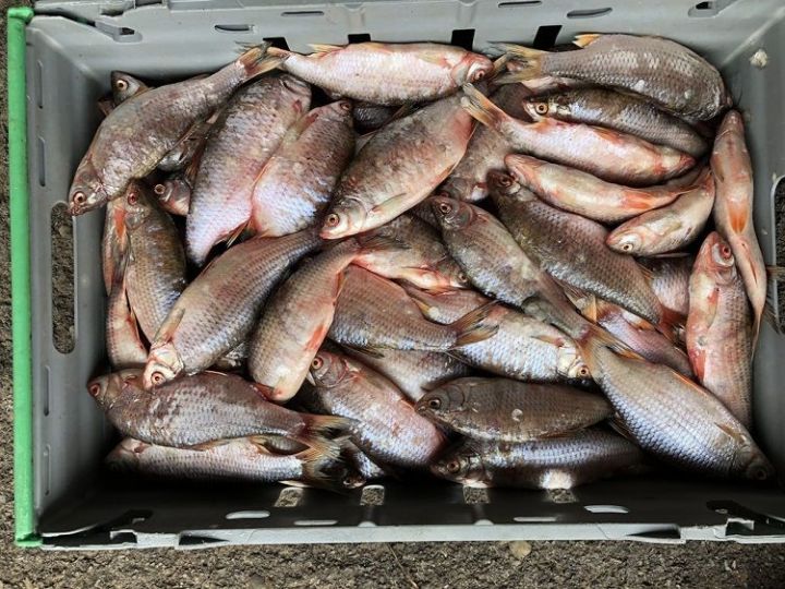 Торговца рыбой из Чистополя будут судить за уклонение от уплаты 6,3 млн рублей налогов
