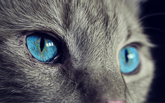 Значение цвета кошки: какие питомцы притягивают в дом деньги, счастье и любовь