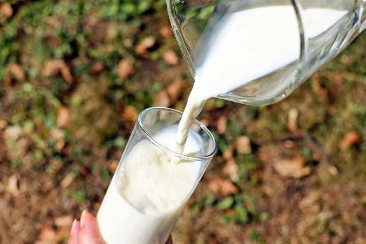Сельхозформирования Новошешминского района ежедневно реализуют более 62 тонн молока
