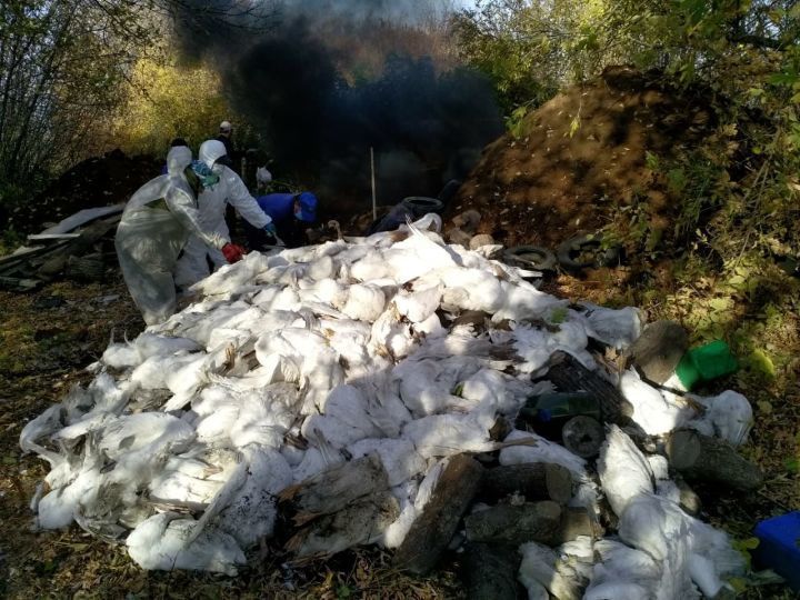 Новошешминцев предупреждают об опасном заболевании для домашней птицы