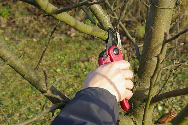 Осенняя обрезка плодовых деревьев в саду: как делать ее правильно, чтобы не причинить вред растениям