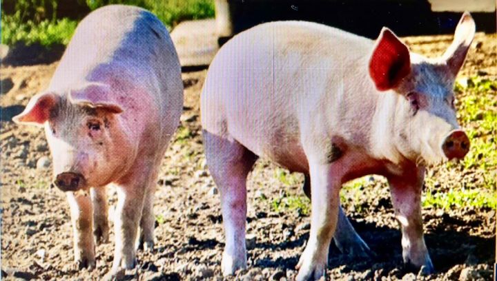 Долго ли продлится карантин по африканской чуме свиней в Новошешминском  районе?