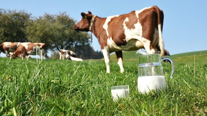 Почему в ООО “Агро-Основа” реализация молока ниже уровня 2021 года
