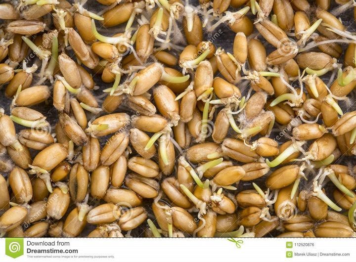 Россельхозцентр Татарстана определил уровень заражённости семян гельминтоспориозом, альтернариозом и другими патогенами