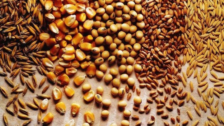 Специалисты Россельхозцентра Татарстана проверили посевные качества около 320 тыс. тонн семян яровых культур для сева 2022 года