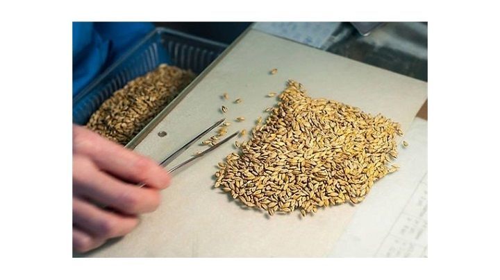 Россельхозцентр Татарстана: Более четверти объема проверенных семян ячменя заражены различными патогенами