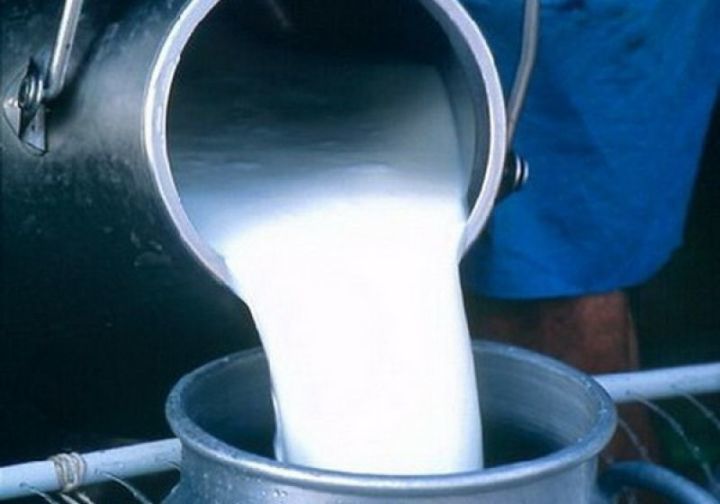 В Новошешминском районе выручка от реализации молока – более 2 млн. рублей