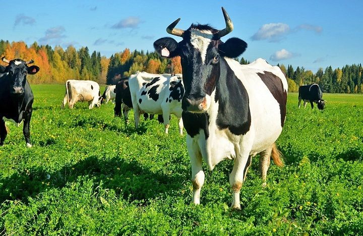 Сколько скота в личных подворьях Новошешминского района