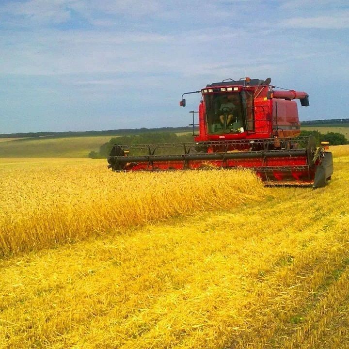 По Новошешминскому району убрано около 40 % зерновых культур