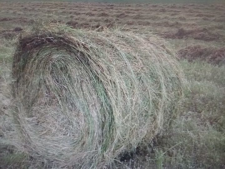 Пай өчен исәп-хисап буенча бөртеккә тәкъдим ителгән бәяләр