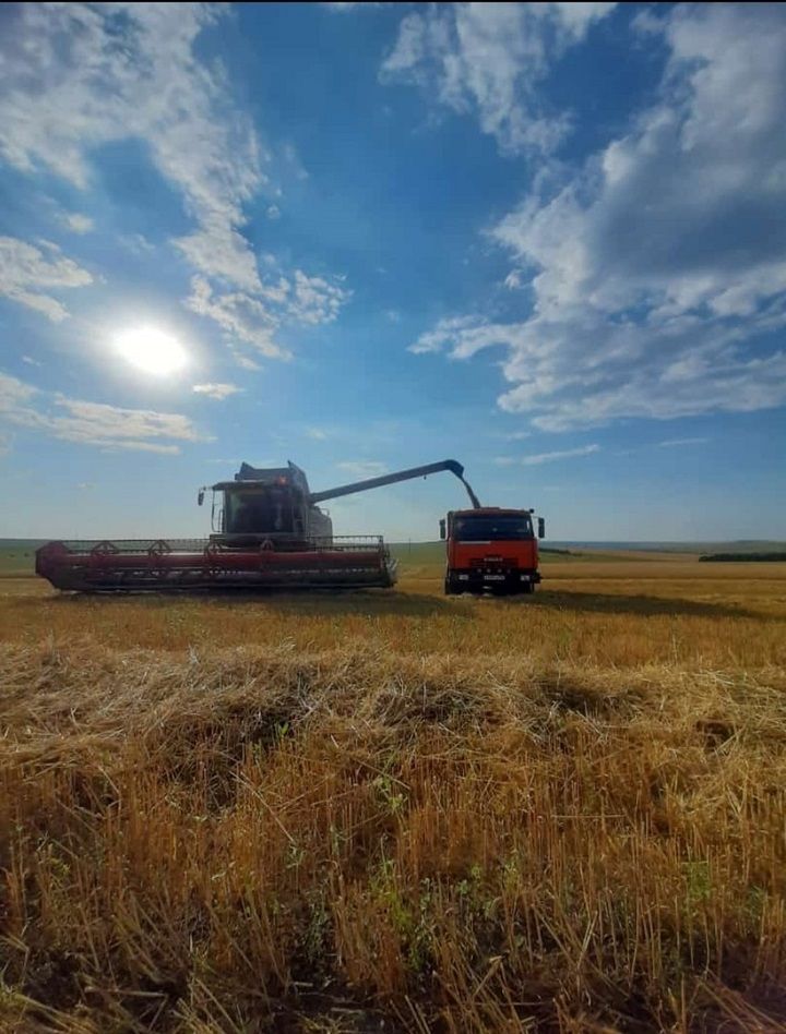 Уборка зерновых культур в Новошешминском районе идет к финишу
