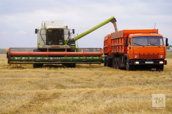 5 миллионов тонн зерна собрали в Татарстане