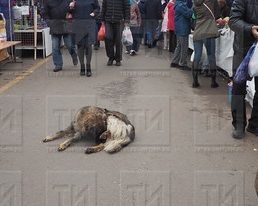 В Бавлах собака покусала 10-летнего мальчика