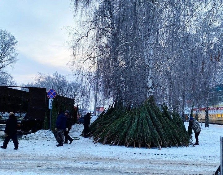 Стала известна стоимость живой елки в Татарстане