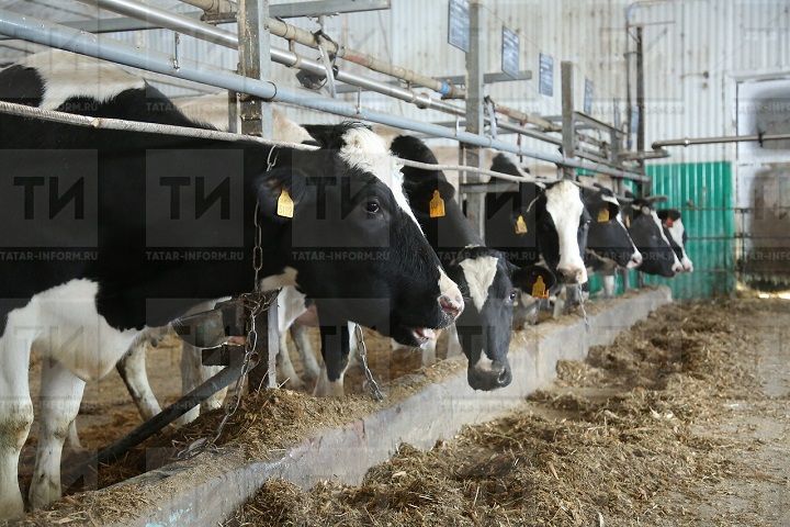В Татарстане утвердили порядок предоставления субсидии производителям молока