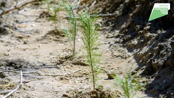 В Татарстане восстановили лес площадью 224 гектара