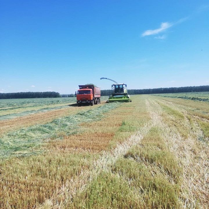 Заготовка кормов продолжается