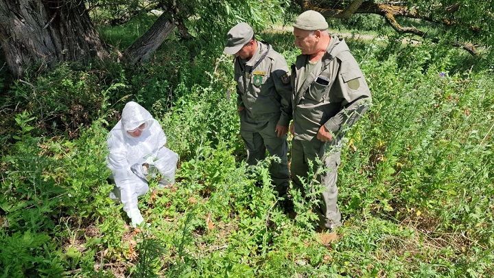 Проведена вакцинация диких плотоядных животных