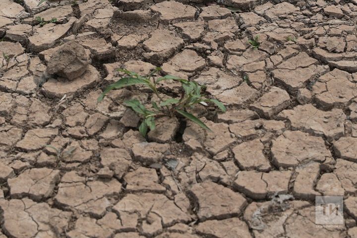 В Татарстане введен режим ЧС из-за  засухи