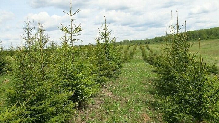 В Татарстане восстановили леса на 3615 гектарах площади