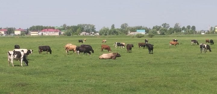 Реализация молока населением в Новошешминском районе увеличилась