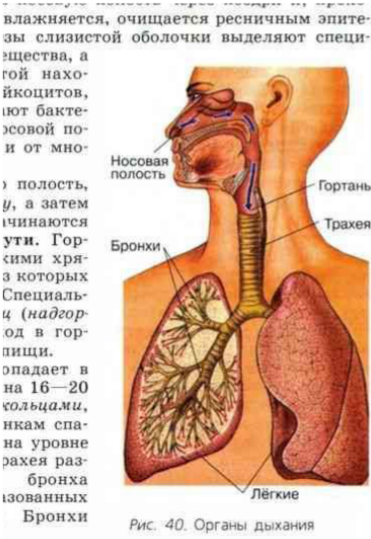 Бронхиаль астма – киң таралган авыру