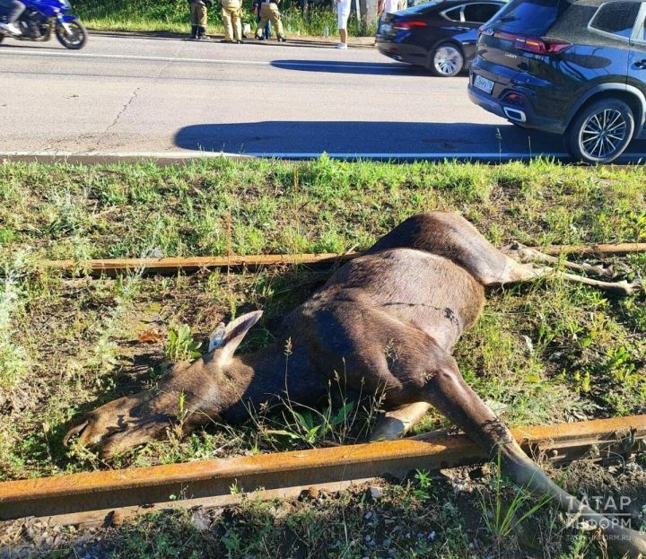 В промзоне Нижнекамска сбили лося, пострадал водитель