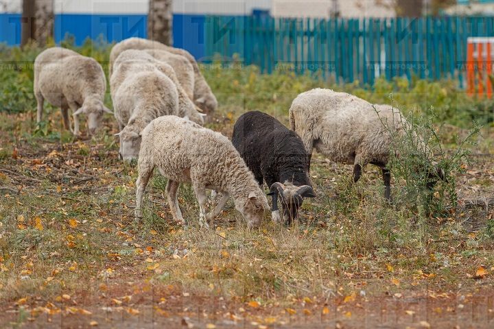 У населения Новошешминского района живности становится больше