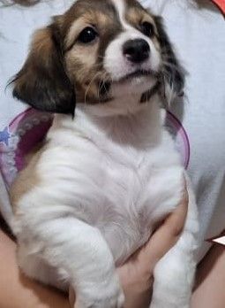 Обязательная регистрация собак в Татарстане