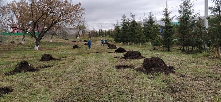 Благоустройство продолжается: в Новошешминском районе идут работы по посадке сосен