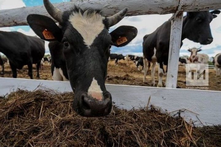 Изменения в предоставлении субсидий для личных подсобных хозяйств с 2025 года