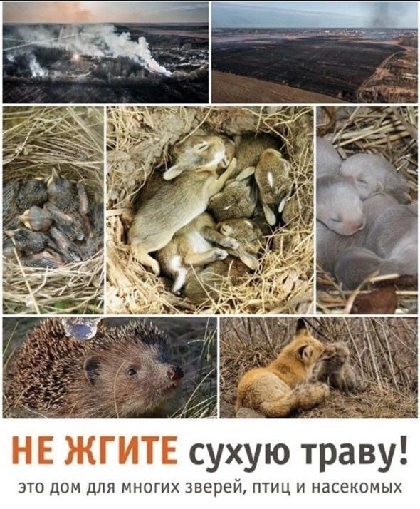 Госкомитет по биоресурсам  РТ, а также инспектор охотхозяйства обращаются к жителям Новошешминского района